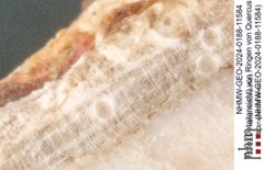 Foto (Detailansicht) von Ringen von Quercus sp.  (NHMW-GEO-2024-0188-11584)